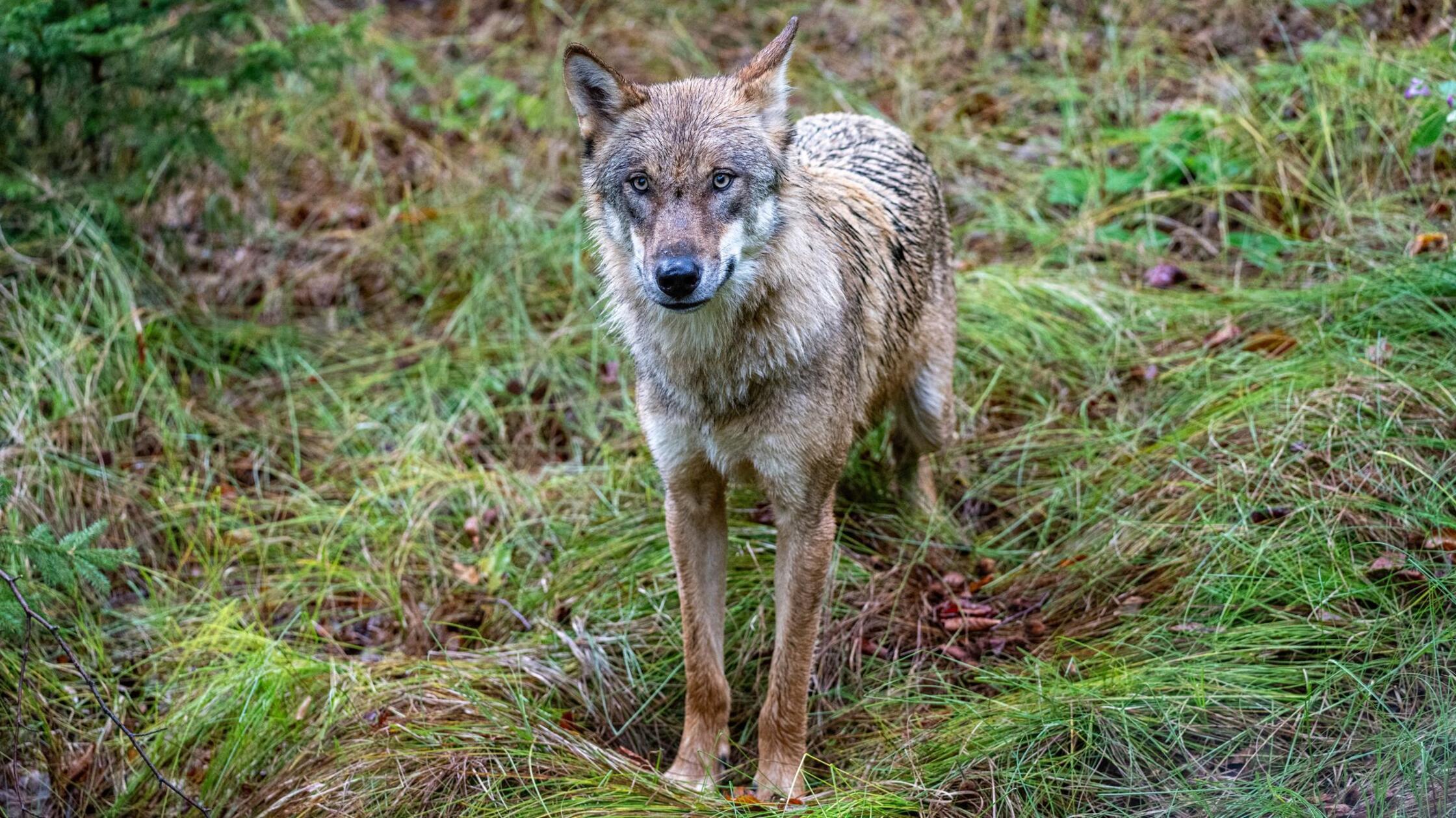 Ein Jungwolf steht im Gehege des Nationalparkzentr