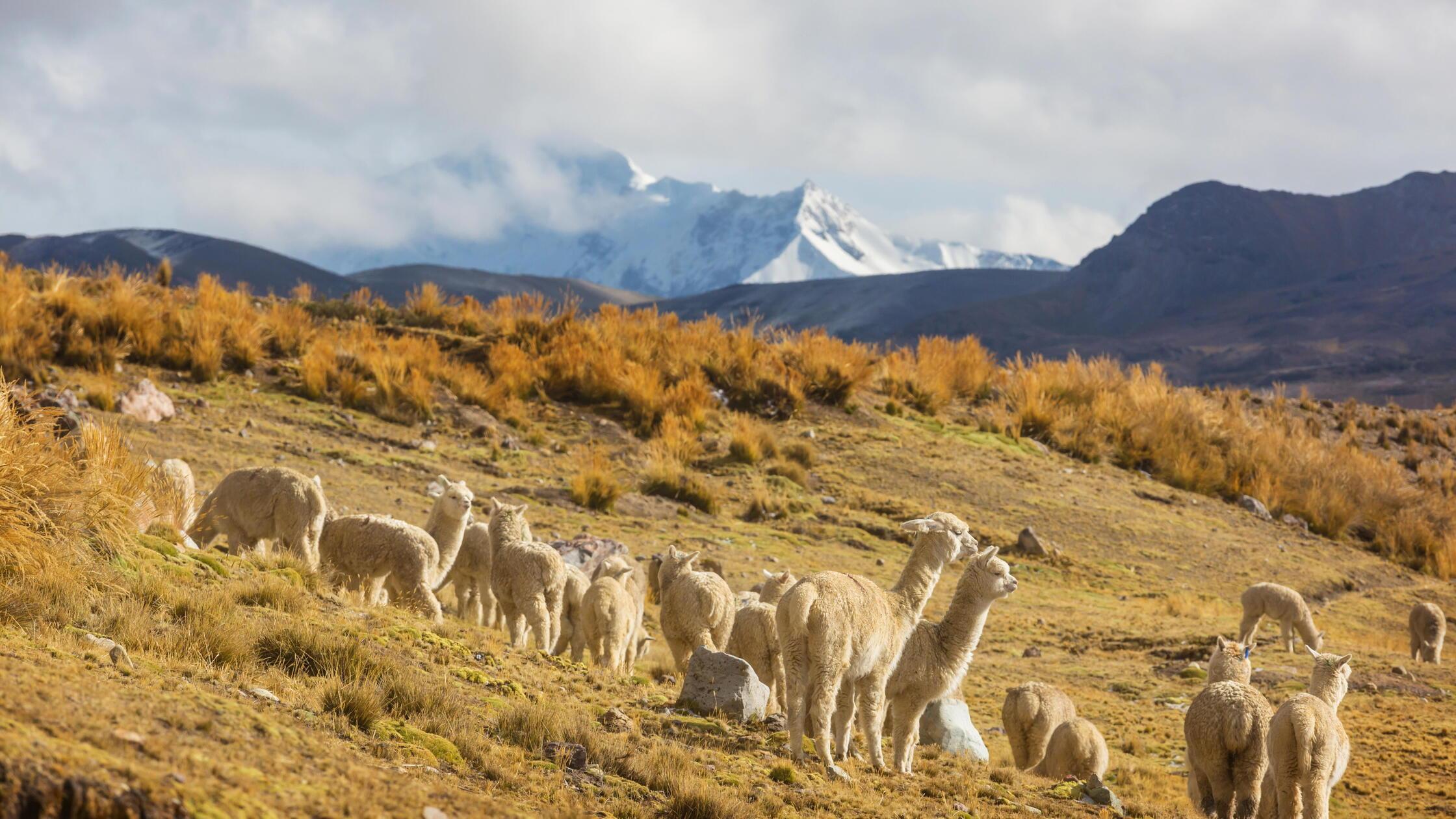 Süße Alpaka in Bolivien, Südamerika