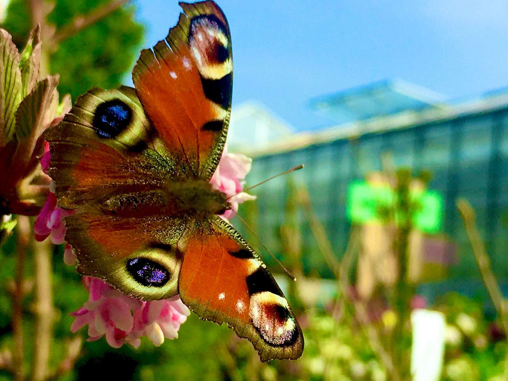 Das Tagpfauenauge ist auf der Nahrungssuche in einer Gärtnerei fündig geworden, schreibt unser Leser Michael Haas.