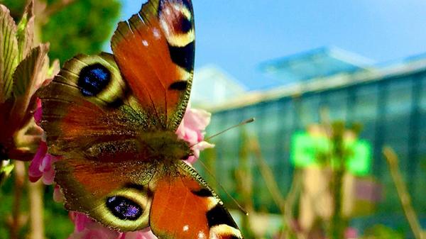 Das Tagpfauenauge ist auf der Nahrungssuche in einer Gärtnerei fündig geworden, schreibt unser Leser Michael Haas.