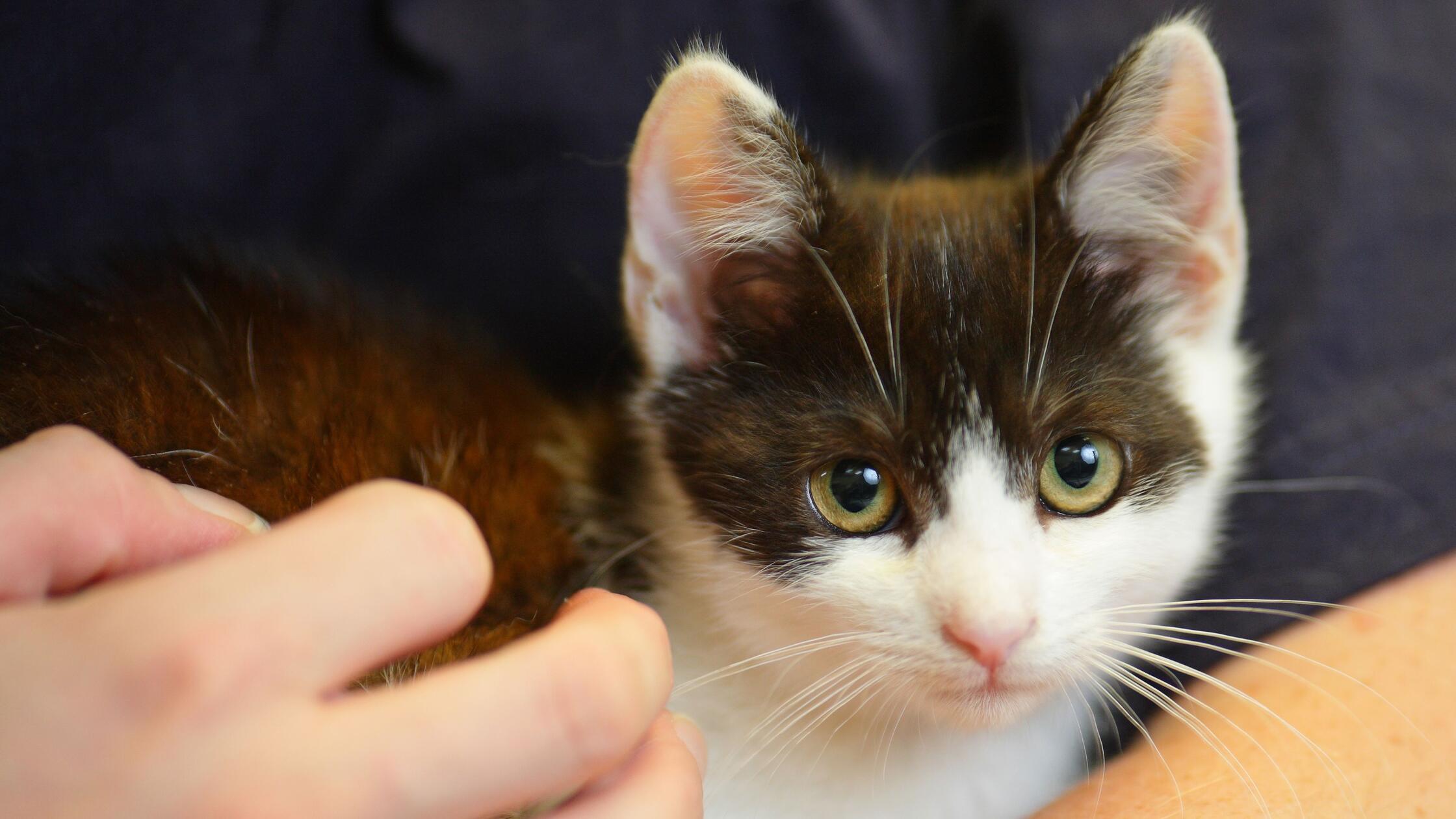 24.07.2008, Hessen, Frankfurt/Main: Eine junge Kat