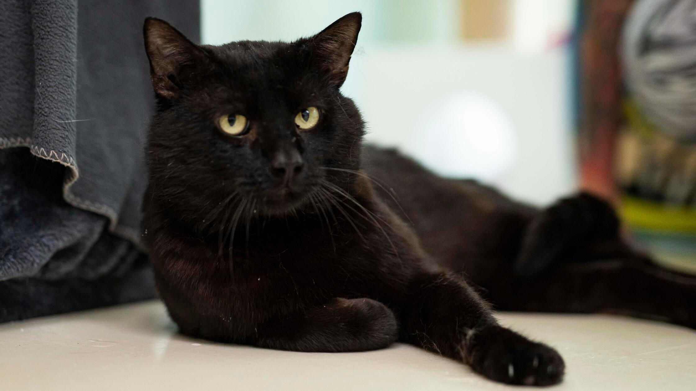 05_21-Tierheim_Sumo-Chiara-Calow_02