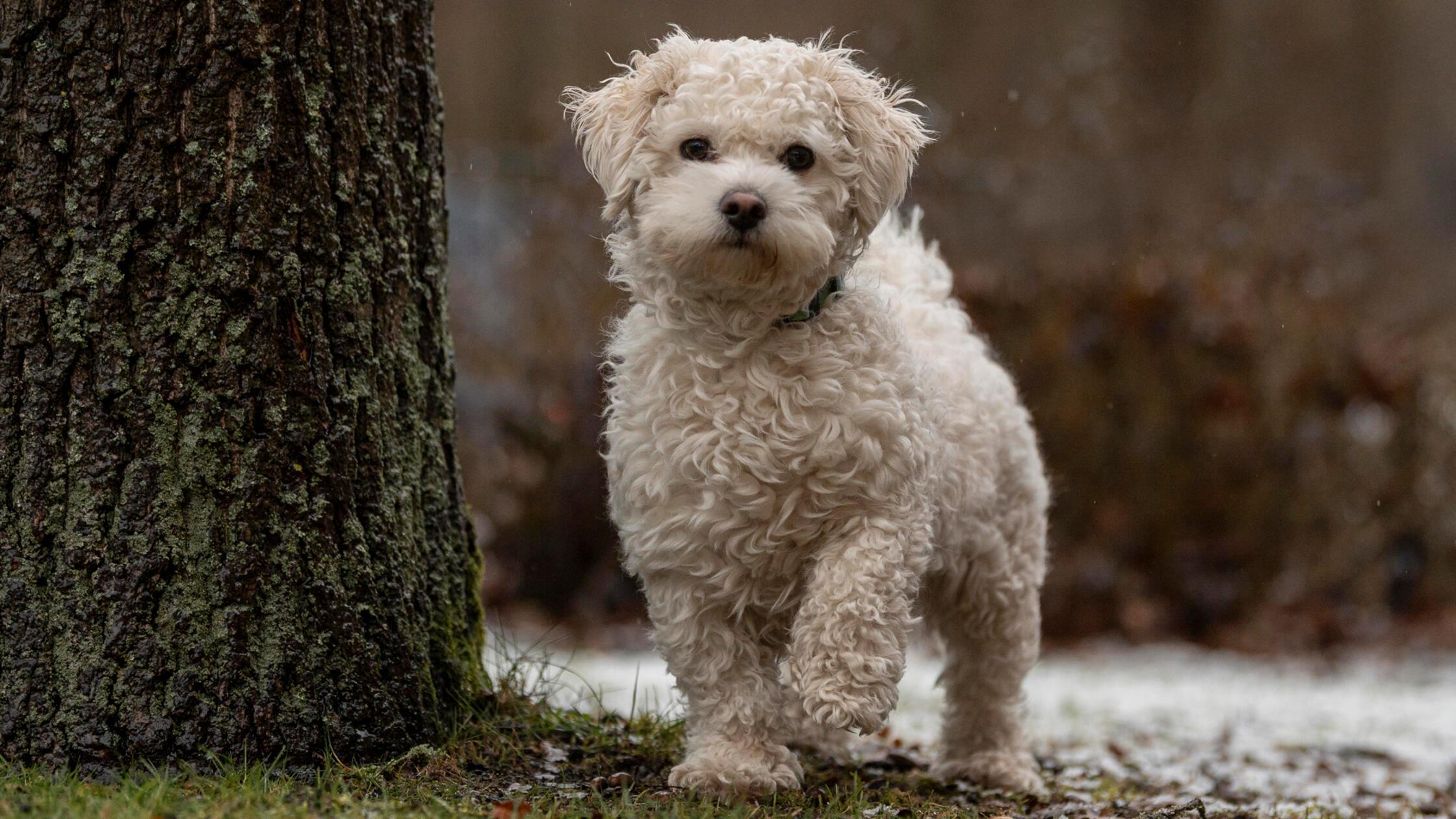 02_17-Tierheim_Hunde-Chiara-Calow_022