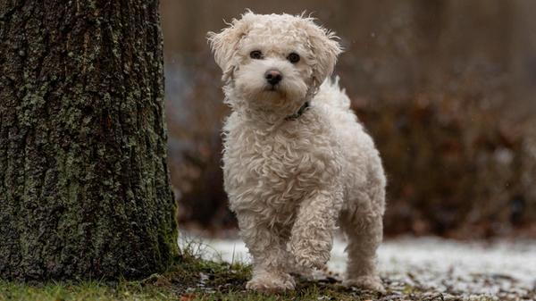 02_17-Tierheim_Hunde-Chiara-Calow_022