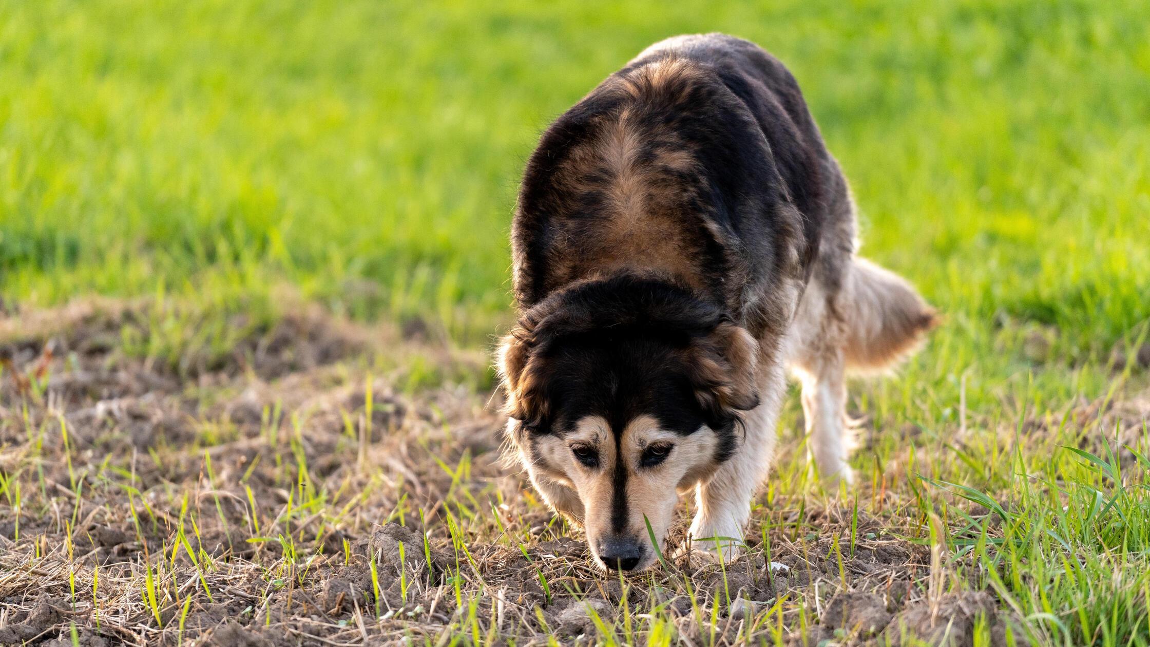 Ein Hund schnuppert auf einer Wiese am Feldweg. Sy