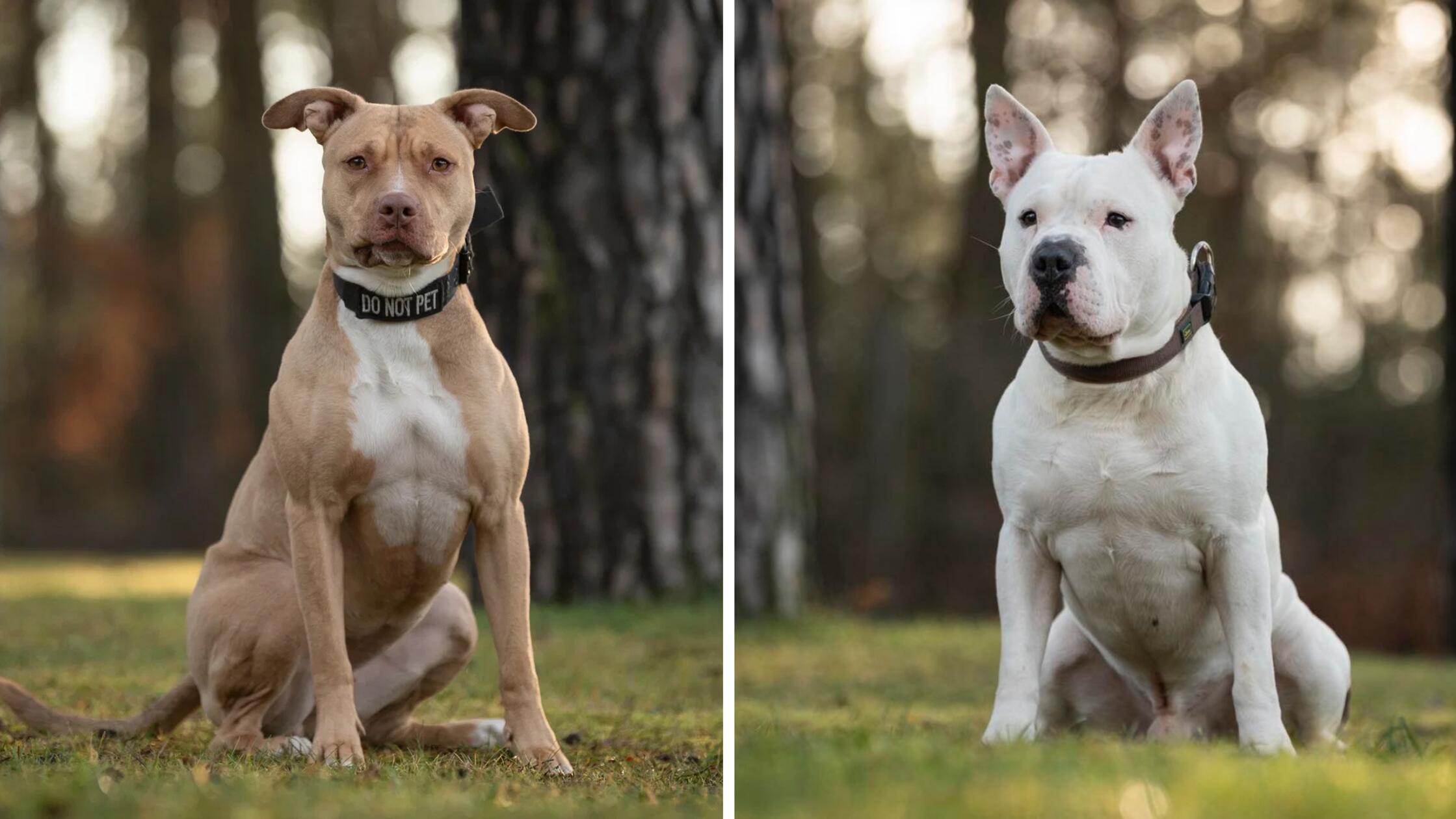 Mehr Tiere aus dem Tierheim Nürnberg