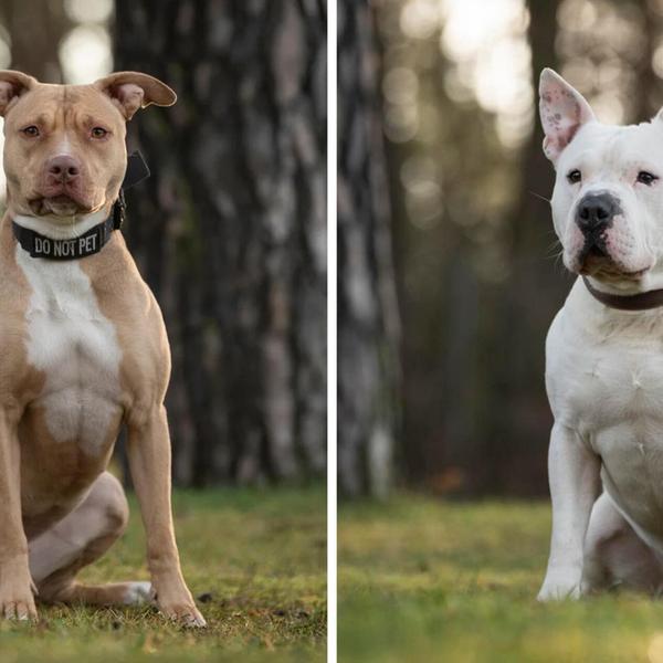 Mehr Tiere aus dem Tierheim Nürnberg