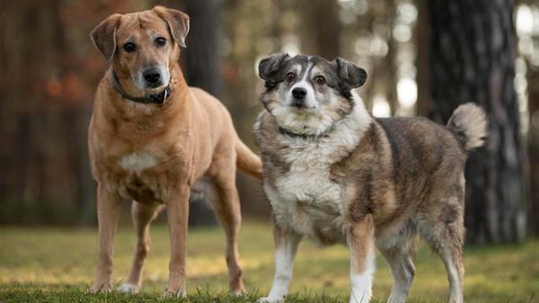 12_18-Tierheim-Hunde-Chiara-Calow_01