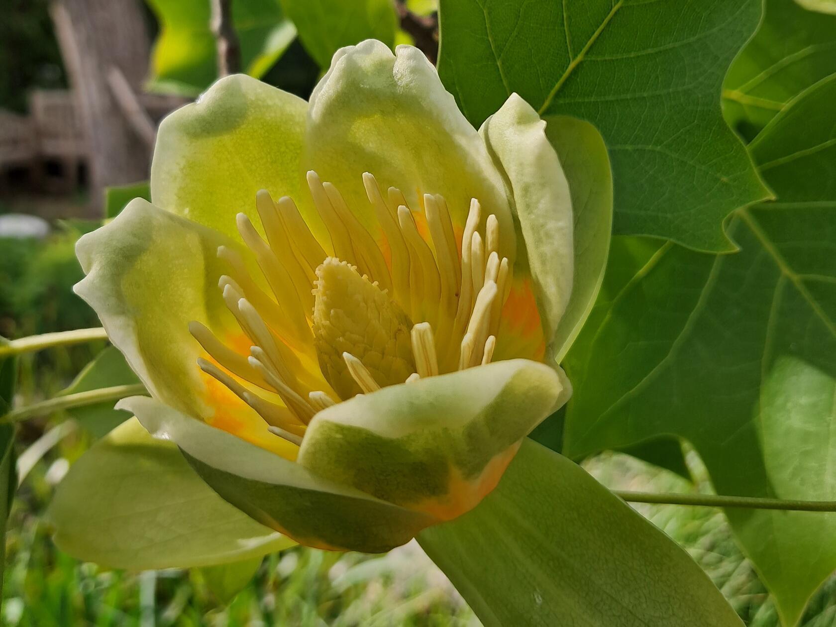 Eine Blüte des Tulpenbaumes in ihrem Garten hat unsere Leserin Rosy Treu fotografiert.