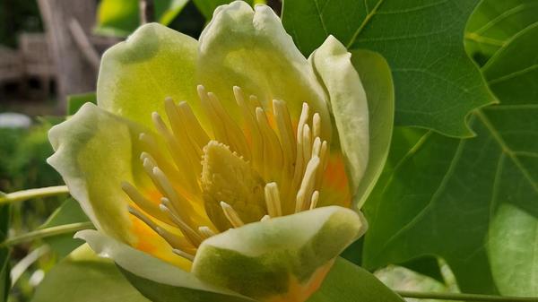 Eine Blüte des Tulpenbaumes in ihrem Garten hat unsere Leserin Rosy Treu fotografiert.