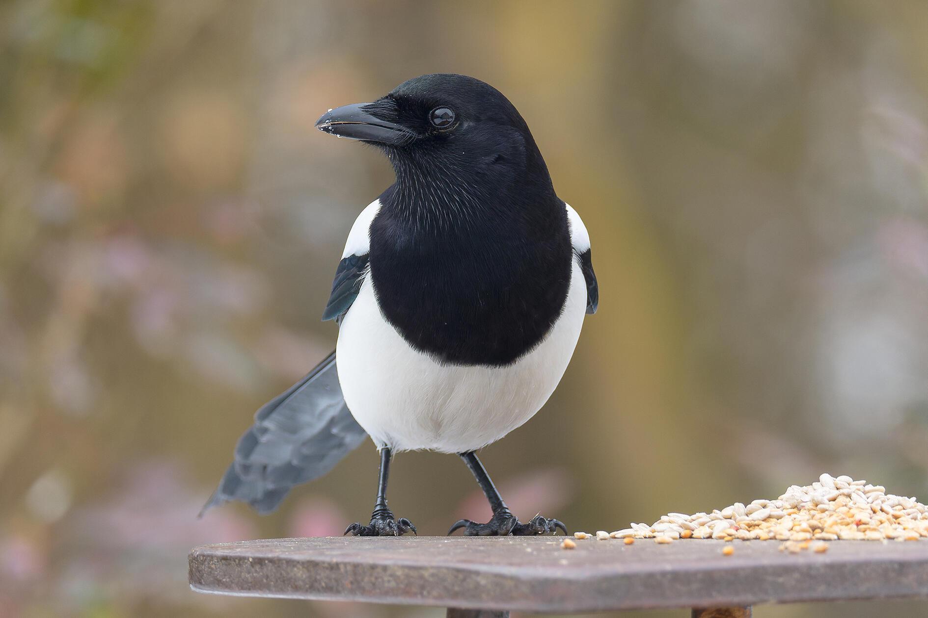 Eine Elster konnte unser Leser Manfred Götz am Futterplatz in seinem Garten fotografieren.
