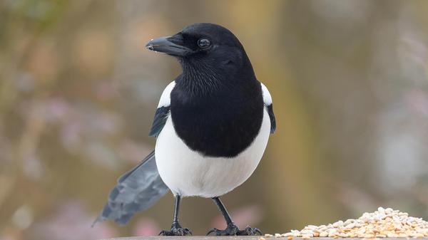 Eine Elster konnte unser Leser Manfred Götz am Futterplatz in seinem Garten fotografieren.