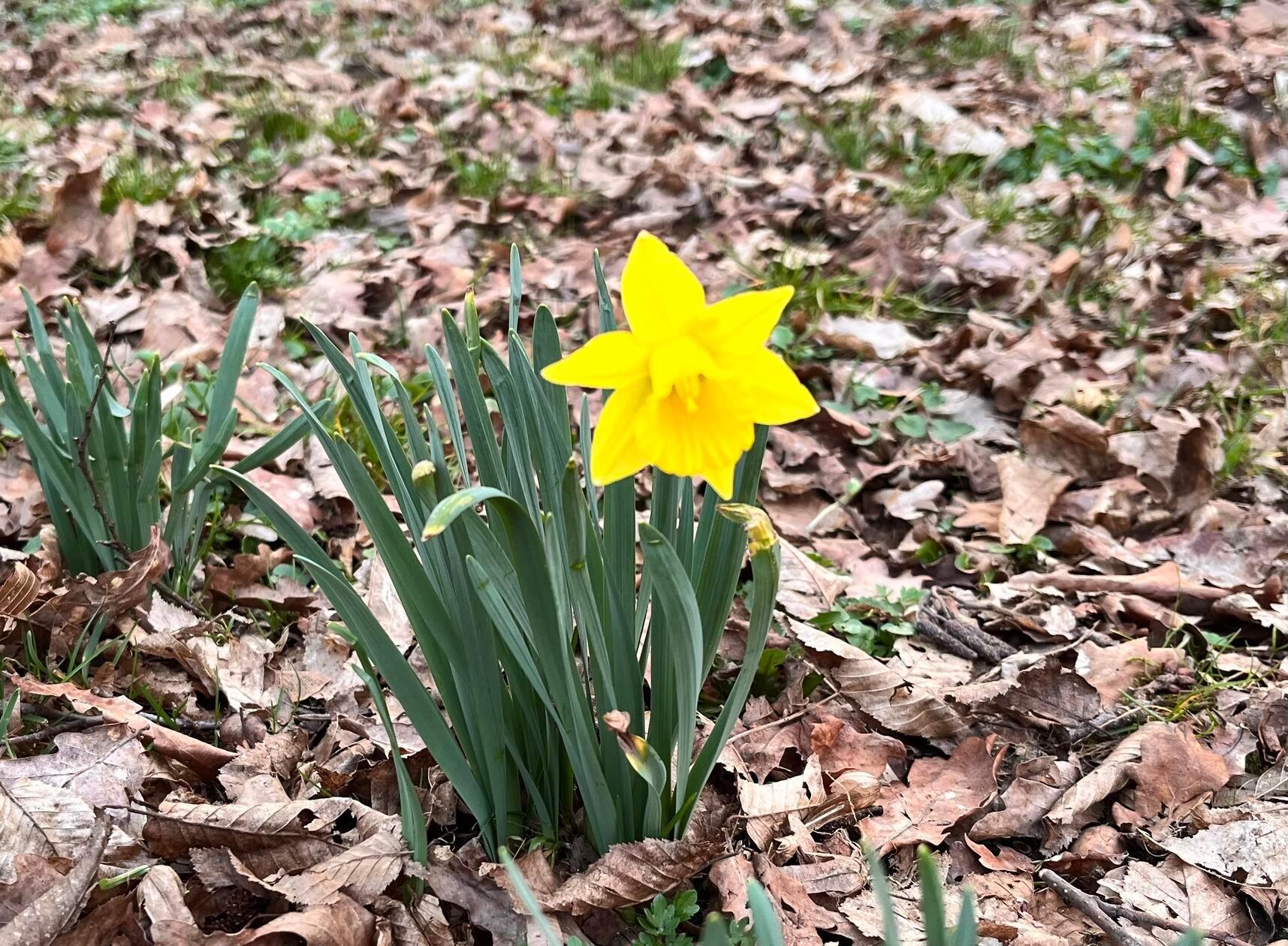 Einen leuchtenden Frühlingsgruß hat unser Leser Dieter Brünner fotografiert.