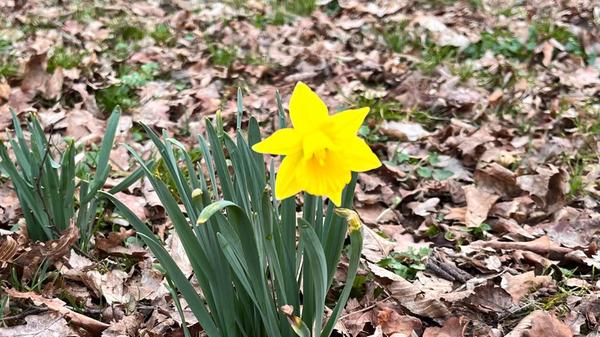 Einen leuchtenden Frühlingsgruß hat unser Leser Dieter Brünner fotografiert.
