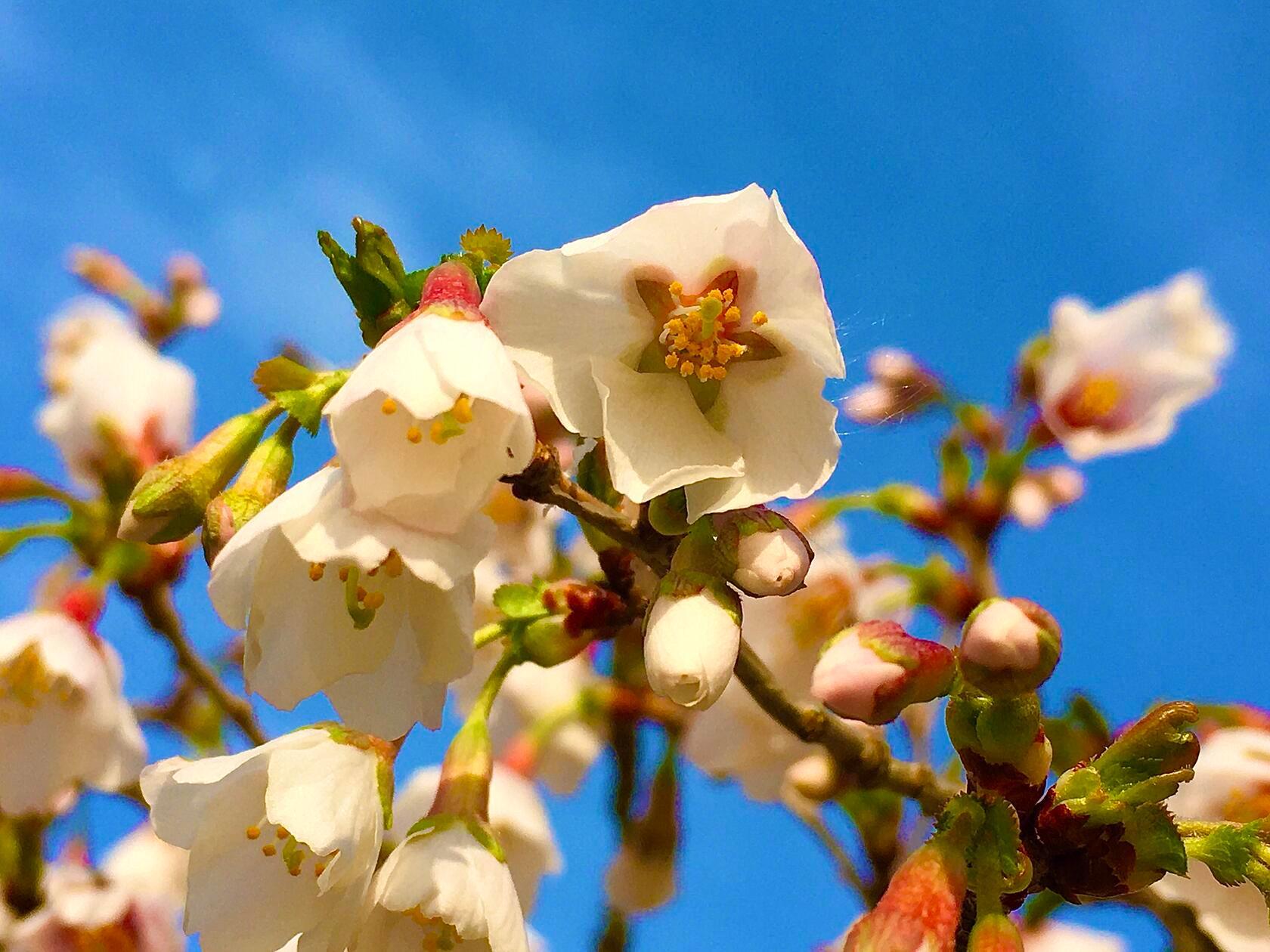 Die japanische Zierkirsche kündigt den Frühling an, fotografiert von unserem Leser Michael Haas.