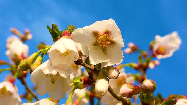 Die japanische Zierkirsche kündigt den Frühling an, fotografiert von unserem Leser Michael Haas.