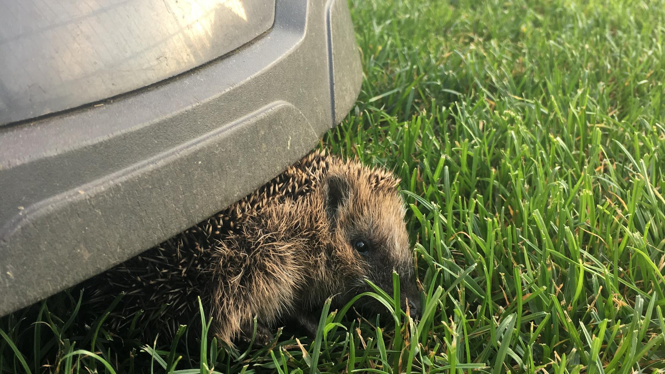 EdInputPic3145b049-0499-4e9e-9abf-cbdb7bb0770d