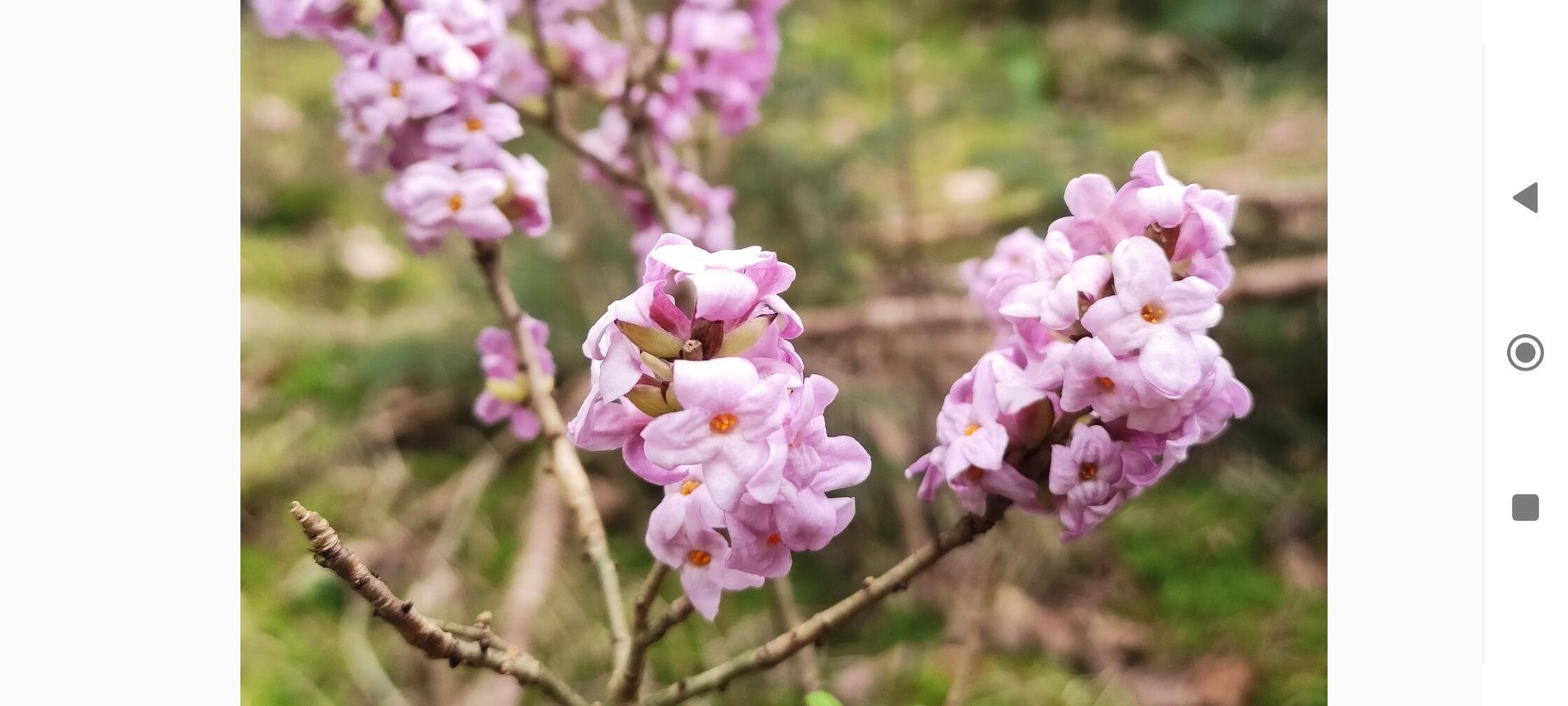 Frühlingsblüten in der Nähe von Mittelhembach.