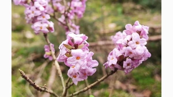 Frühlingsblüten in der Nähe von Mittelhembach.