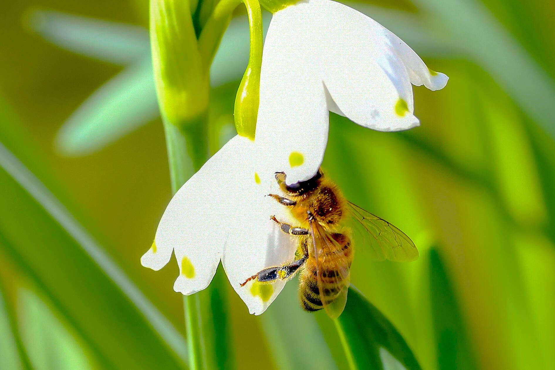 Im Frühling freuen sich auch die Bienen, wenn bunte Blumen überall erblühen, sie tanzen leicht im warmen Licht und sammeln Honig – welch ein Glück.