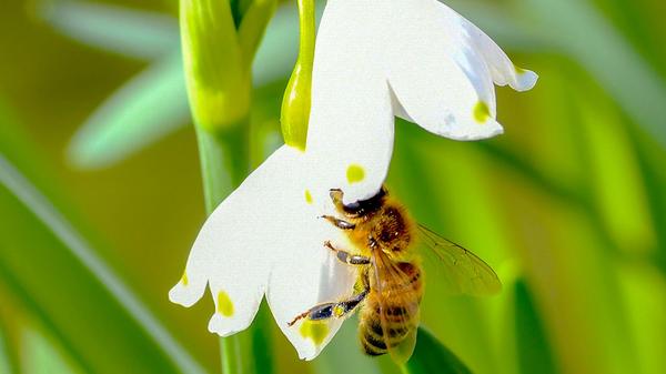 Im Frühling freuen sich auch die Bienen, wenn bunte Blumen überall erblühen, sie tanzen leicht im warmen Licht und sammeln Honig – welch ein Glück.