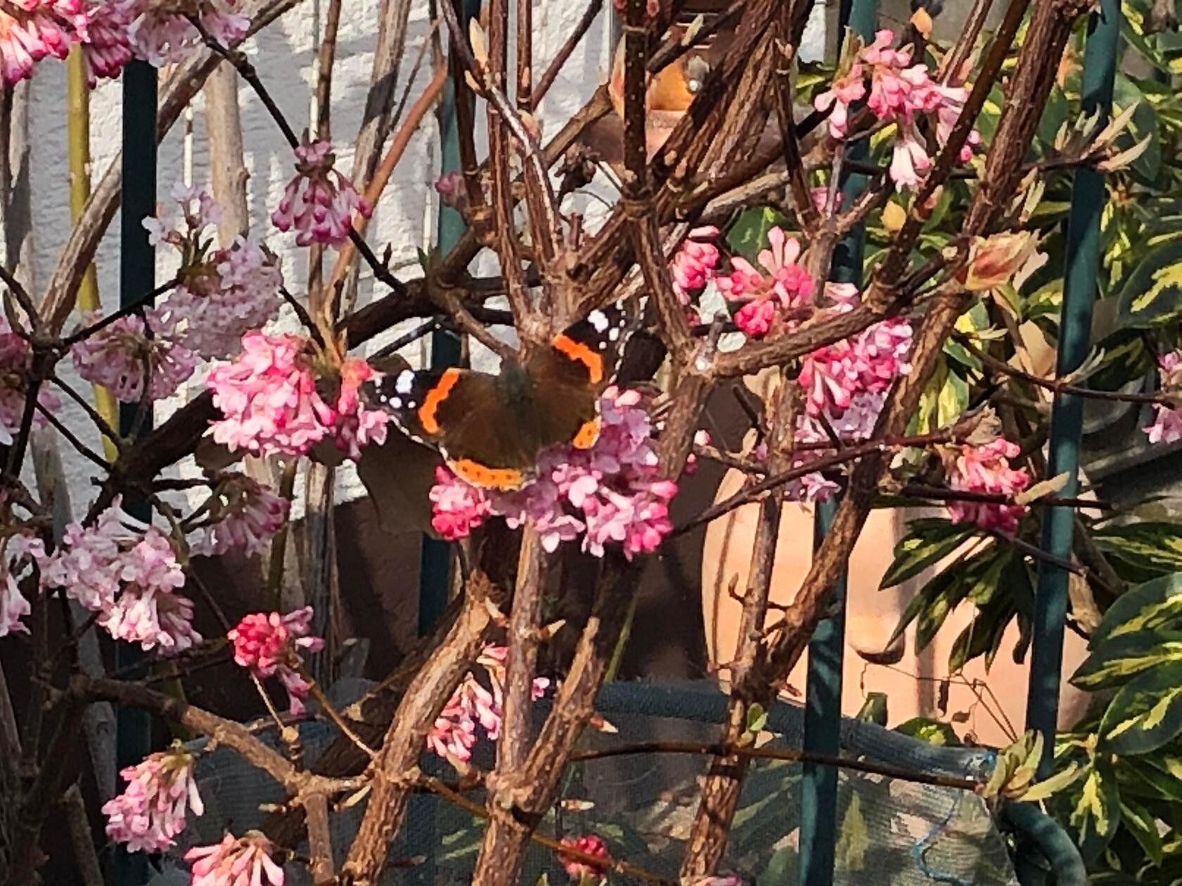 Der erste Admiral im Garten unserer Leserin.