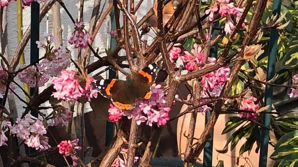 Der erste Admiral im Garten unserer Leserin.