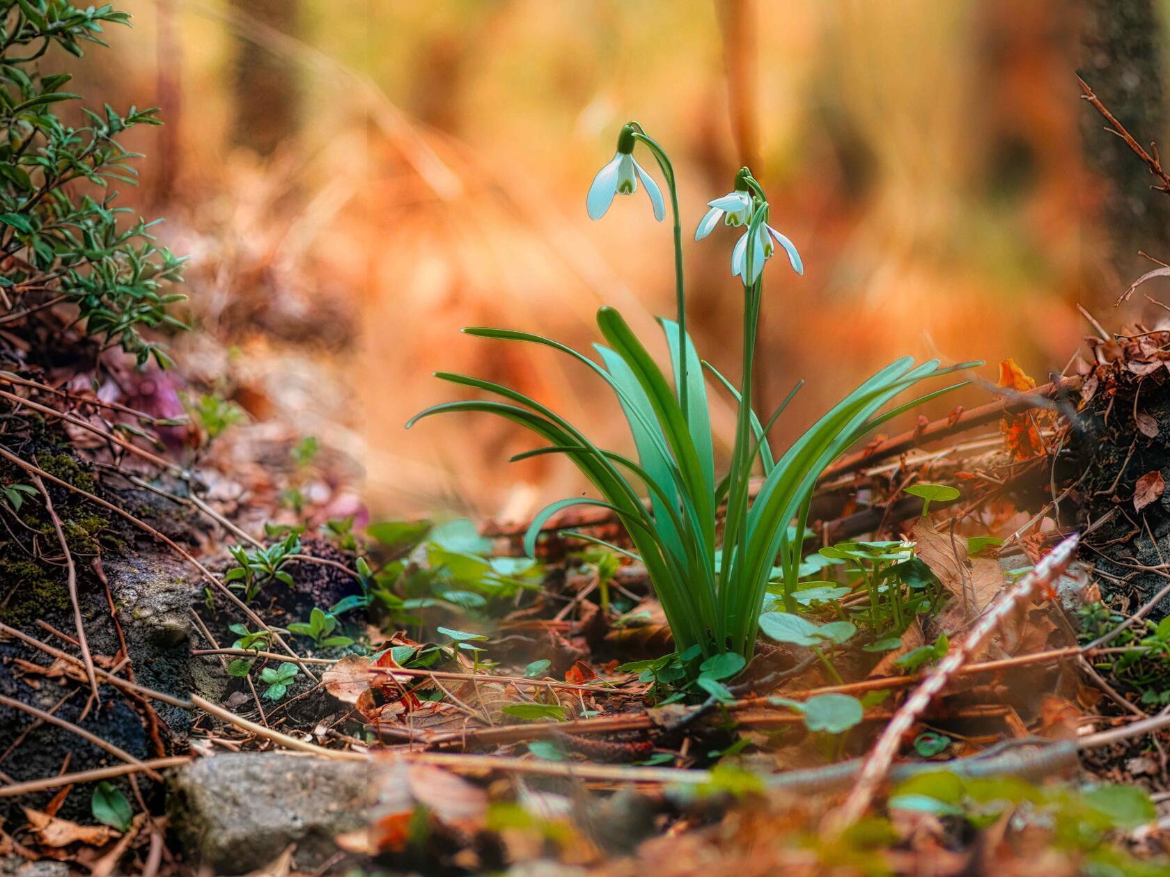 Schneeglöckchen kurz bevor es regnet, an einem Weiher bei Kiliansdorf.