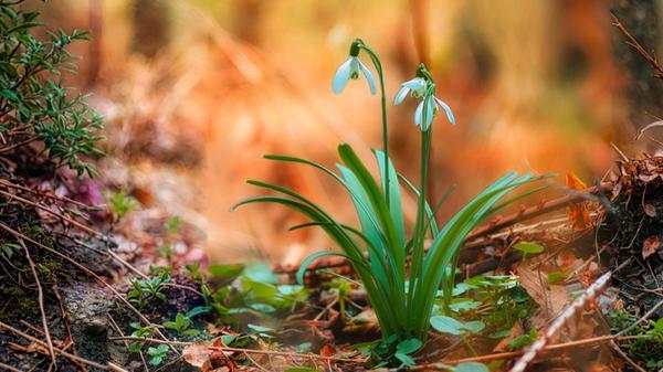 Schneeglöckchen kurz bevor es regnet, an einem Weiher bei Kiliansdorf.