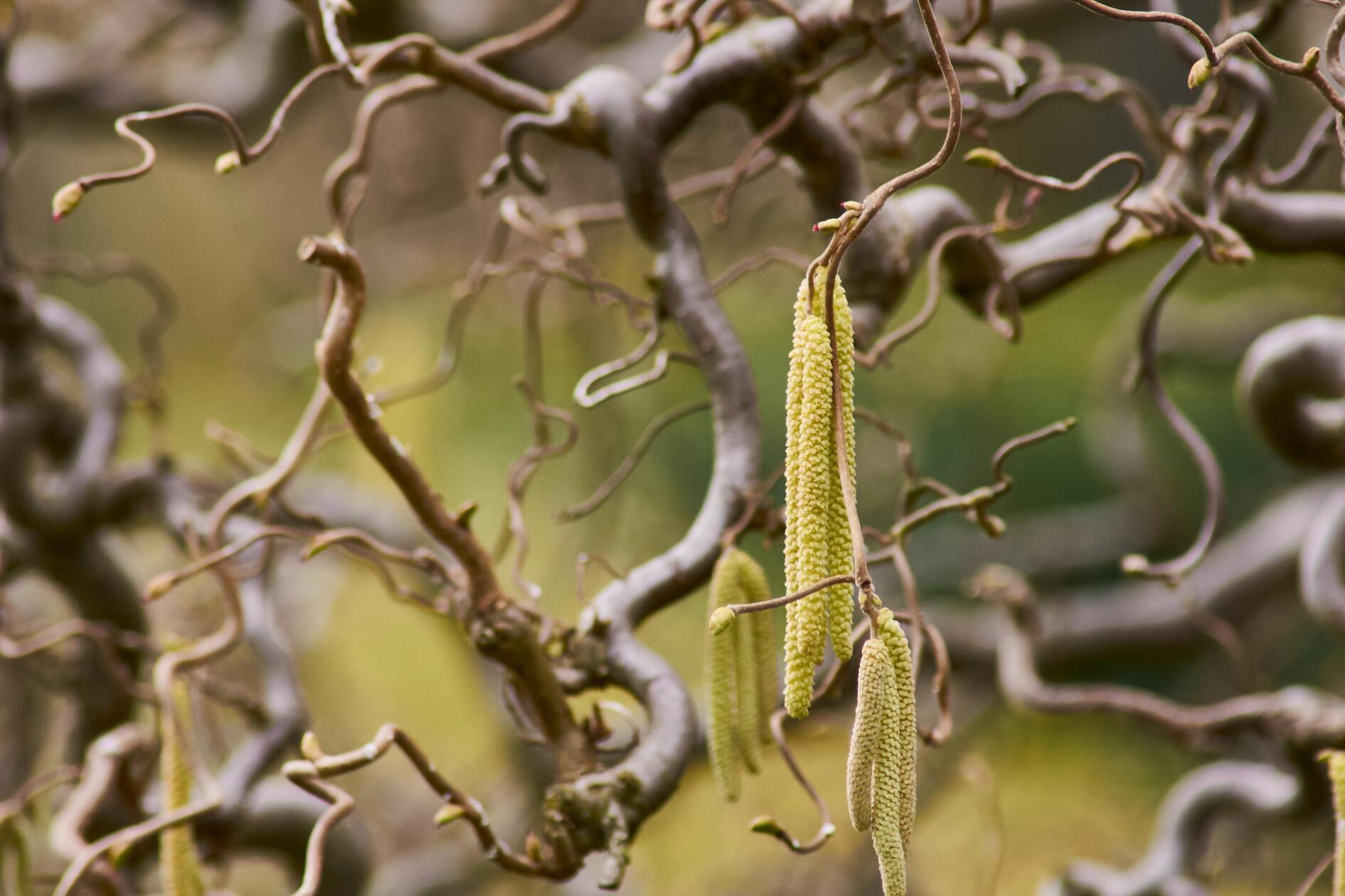 Für viele Insekten wichtige Nahrungsquelle, für viele Menschen Nies- und Schnupfenanlass - die Haselpollen. 