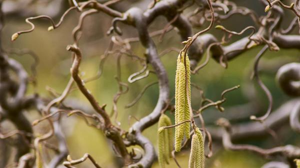 Für viele Insekten wichtige Nahrungsquelle, für viele Menschen Nies- und Schnupfenanlass - die Haselpollen.