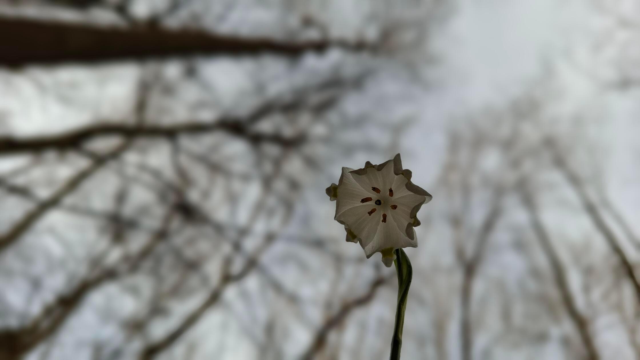 3-Zähligkeit der Blüte und damit die Zugehörigkeit zu den Liliengewächsen (6 Blütenblätter, 6 Staubblätter und dreiteiliger Griffel/Fruchtknoten)