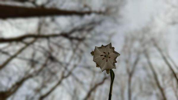 3-Zähligkeit der Blüte und damit die Zugehörigkeit zu den Liliengewächsen (6 Blütenblätter, 6 Staubblätter und dreiteiliger Griffel/Fruchtknoten)