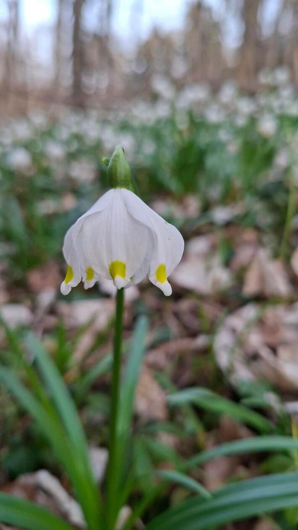 Märzenbecher auch Frühjahrsknotenblume, gesehen von unserem Leser.