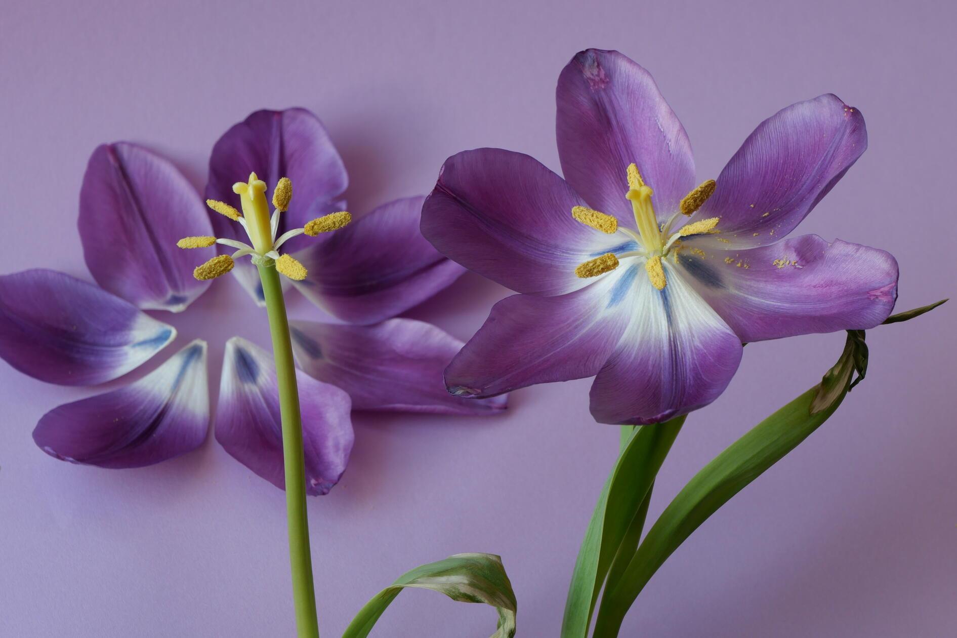 Stilleben von Tulpen.