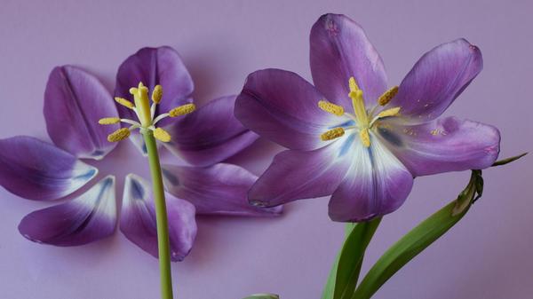 Stilleben von Tulpen.