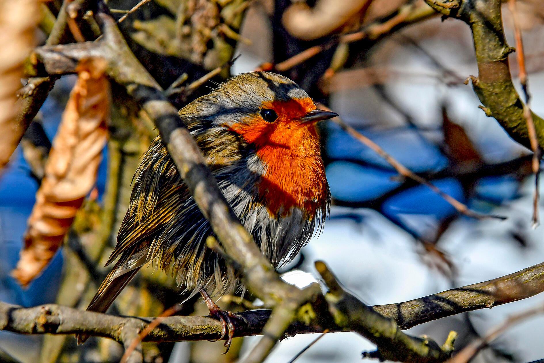 Ein Rotkehlchen im Garten ist meist einfach ein gutes Zeichen dafür, dass der Garten naturnah und lebendig ist – und viele Menschen sehen es zusätzlich als Glücks- oder Hoffnungszeichen.