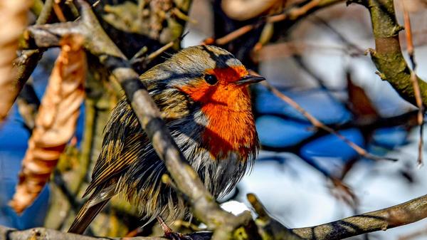 Ein Rotkehlchen im Garten ist meist einfach ein gutes Zeichen dafür, dass der Garten naturnah und lebendig ist – und viele Menschen sehen es zusätzlich als Glücks- oder Hoffnungszeichen.