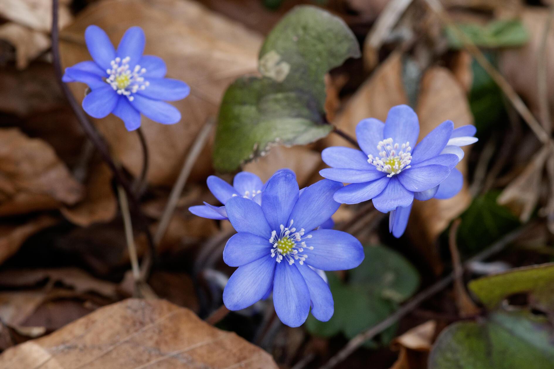 Nicht nur die Märzenbecher, auch die Leberblümchen blühen jetzt zahlreich in den Laubwäldern an den Jurahängen im Altmühltal.