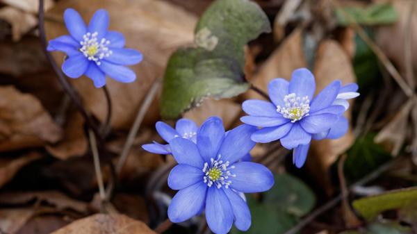 Nicht nur die Märzenbecher, auch die Leberblümchen blühen jetzt zahlreich in den Laubwäldern an den Jurahängen im Altmühltal.