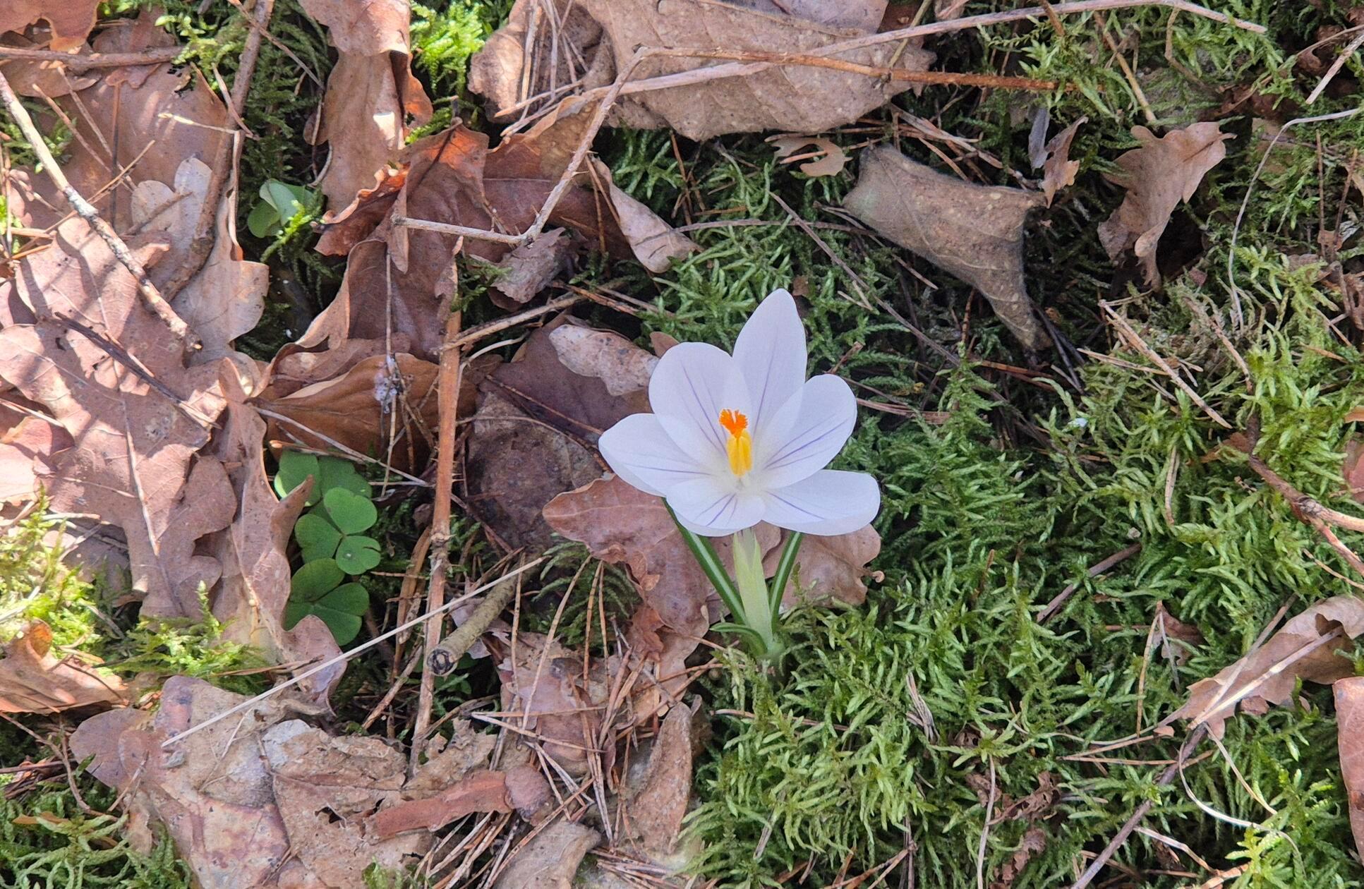 eine Blume am Wegesrand.