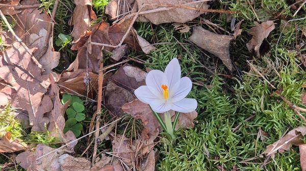 eine Blume am Wegesrand.