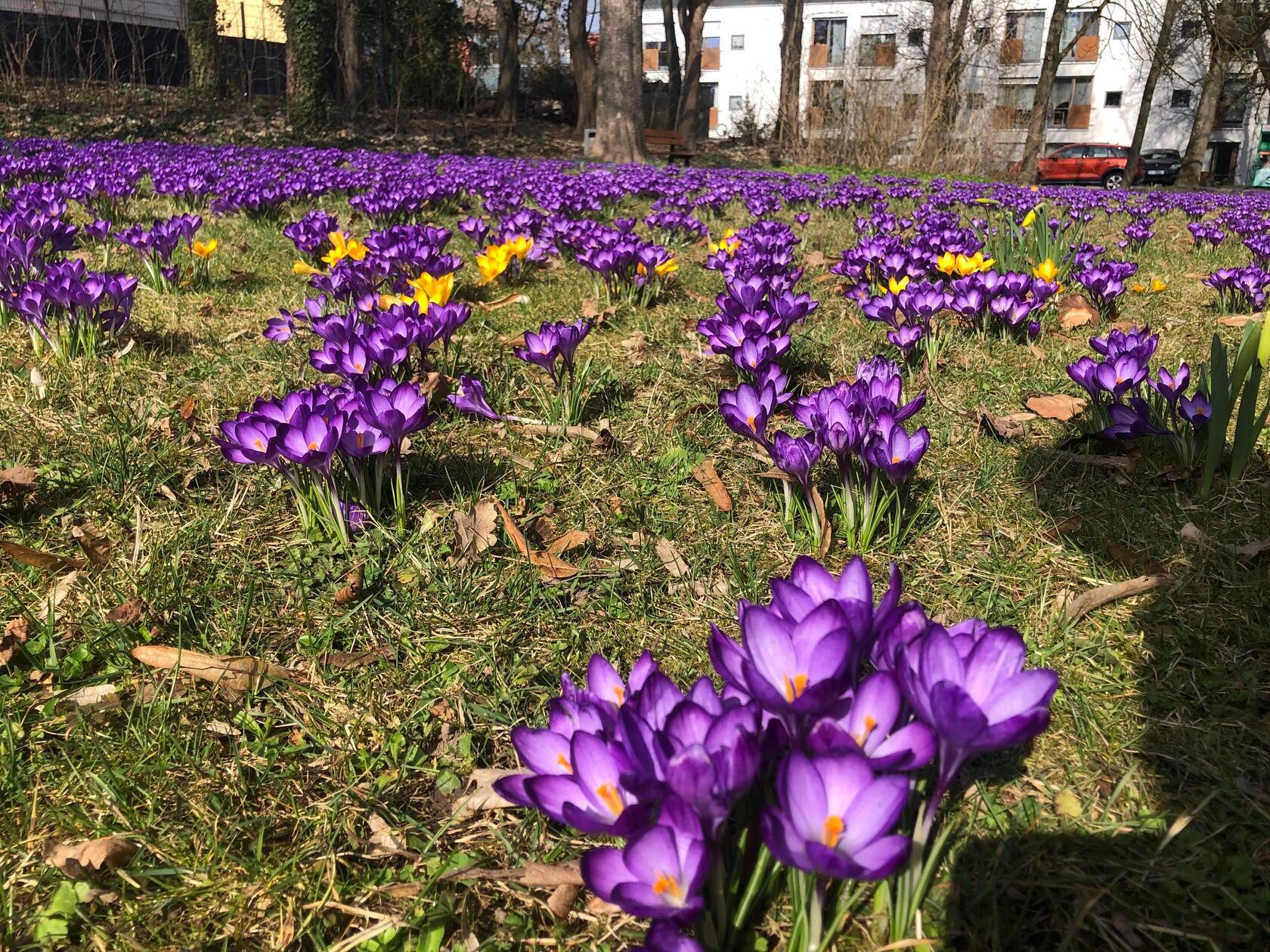 Frühlingsgrüße aus dem Schwabacher Stadtpark.