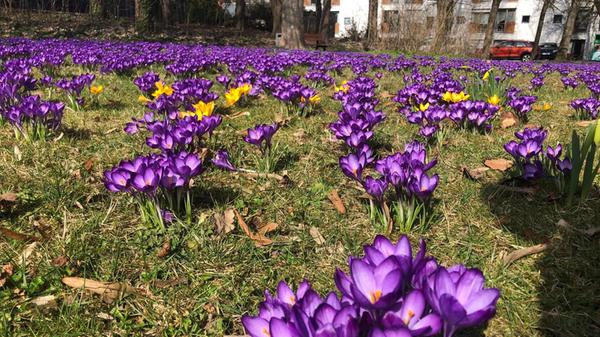 Frühlingsgrüße aus dem Schwabacher Stadtpark.