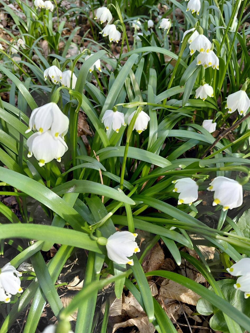 Im Märzenbecherwald in Ettenstatt.