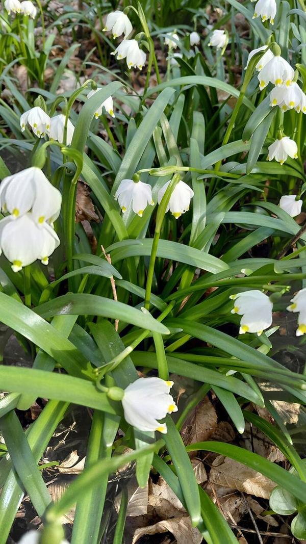 Im Märzenbecherwald in Ettenstatt.