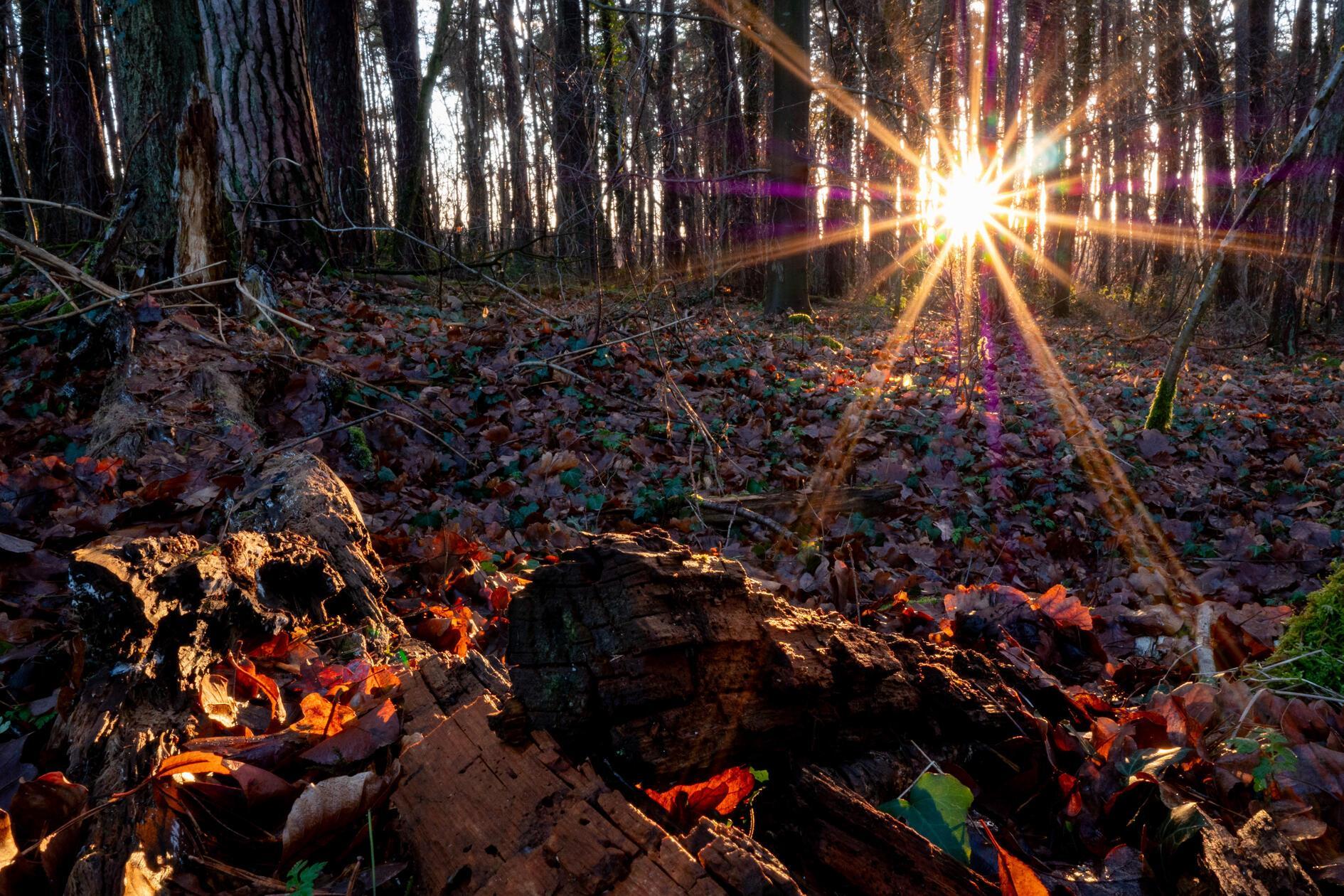 Sonnenuntergang im Wald, gesehen von unserem Leser.