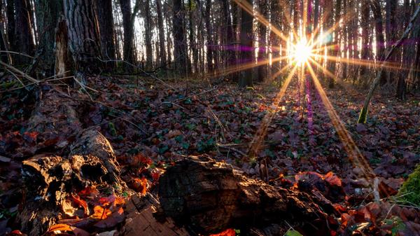 Sonnenuntergang im Wald, gesehen von unserem Leser.