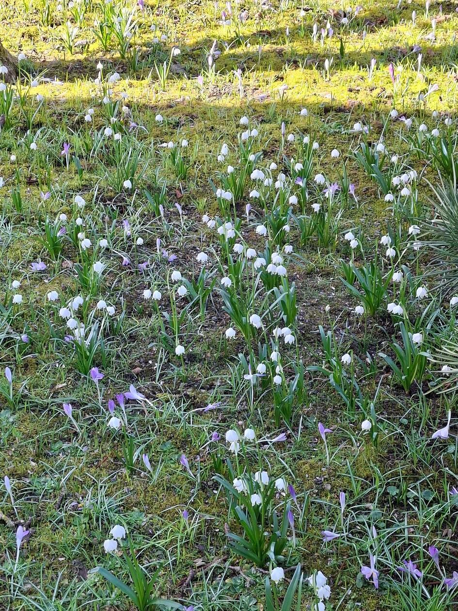 Eine Wanderung in die "Schwander Soos" zum Märzenbecherwald ist nicht nötig. Zum Glück, denn die Mutter unserer Leserin ist schon 96 Jahre alt und freut sich immer sehr über die ersten Frühlingsboten und ist stolz darauf eine eigene "Märzenbecherwiese" zu besitzen.