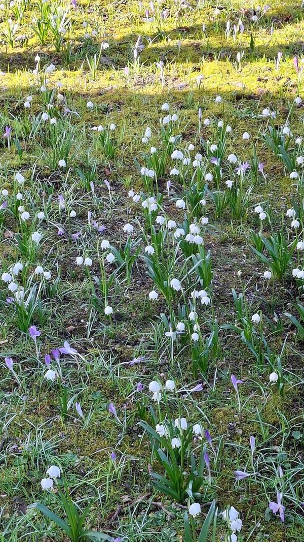 Eine Wanderung in die "Schwander Soos" zum Märzenbecherwald ist nicht nötig. Zum Glück, denn die Mutter unserer Leserin ist schon 96 Jahre alt und freut sich immer sehr über die ersten Frühlingsboten und ist stolz darauf eine eigene "Märzenbecherwiese" zu besitzen.